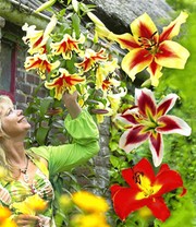 Tree-Lily®-Kollektion 4 Farben