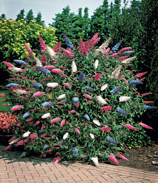 De vlinderstruik 'Papillion Tricolor' groeit als een grote struik in de tuin. De kegelvormige bloemen fonkelen in roze, wit en blauw.