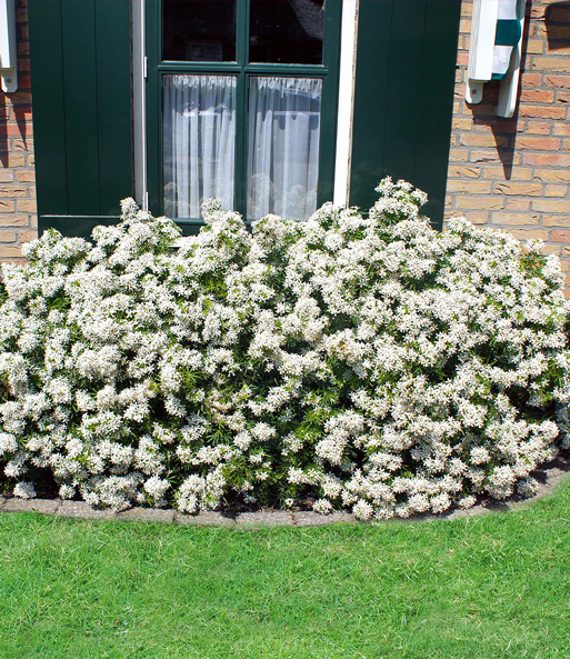 Orangenblume 'White Dazzler®'