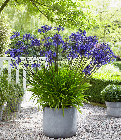 Der Agapanthus „Blue“ wurde in einem Kübel auf einer Terrasse gepflanzt und streckt seine lila Blüten in die Höhe.