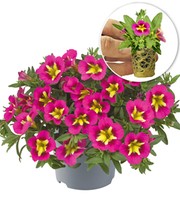 Zauberglöckchen 'Cabaret® Bumble Bee Hot Pink'