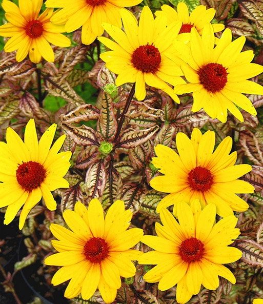 Heliopsis 'Summer Pink'