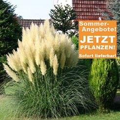 Ziergräser