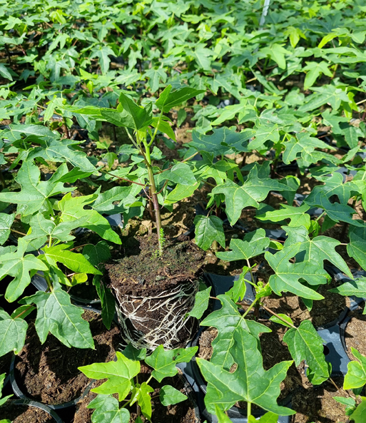 Eine Junge Papaya „Sunnybees“ wird samt Wurzelballen neben vielen weiteren Papaya-Pflanzen eingesetzt.