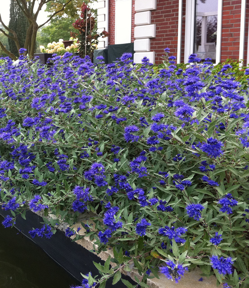 Bartblume 'Blauer Spatz®'