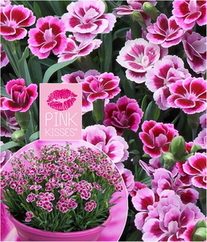 Stauden-Nelke 'Pink Kisses®'