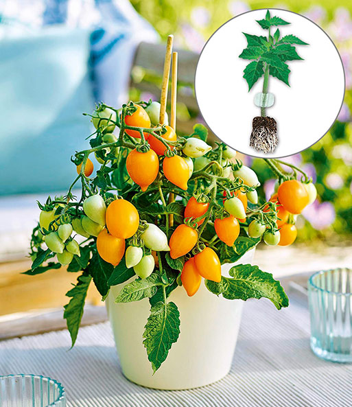 Niedrige Topf-Tomaten 'Funnyplums® Golden Orange' F1