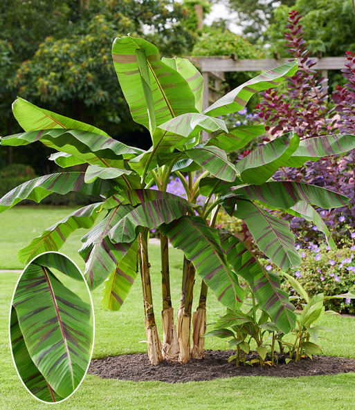 Winterharte Banane 'Ever Red®'