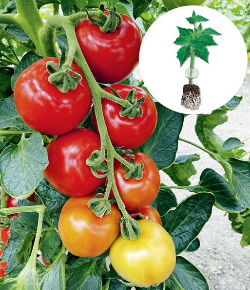 Veredelte Tomate 'Magic Fire' F1