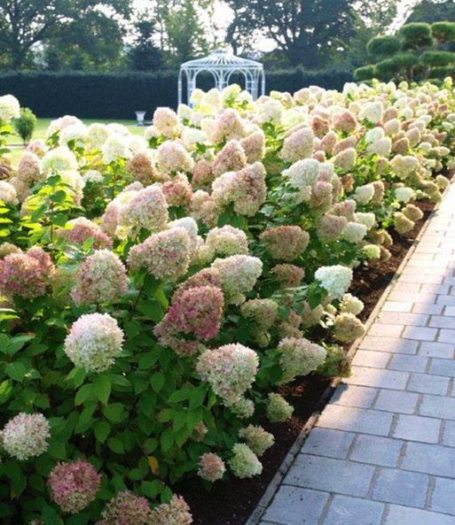 Freiland Hortensienhecke Weiss Rose Hortensienhecke Bei Baldur