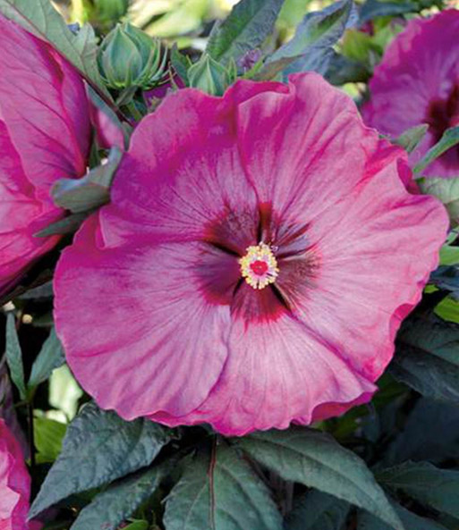 Winterharter Hibiskus 'Summerific®' 'Farb-Mix'