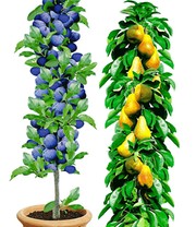 Säulen-Obst-Kollektion Birne & Zwetschge