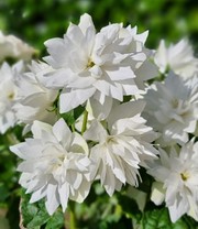 Duftender Gartenjasmin 'Pearls of Perfume®'