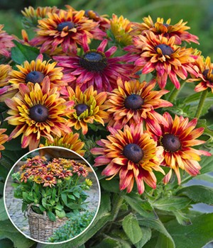 Rudbeckia 'Sunbeckia Cherry'