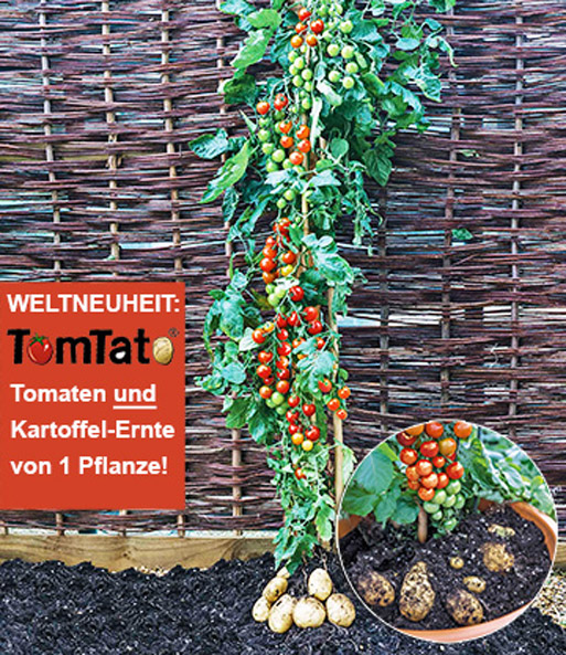 TomTato®