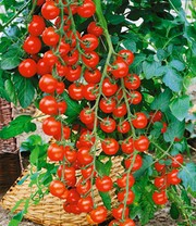 Tomaten-Kollektion 'La sélection du Chef®'