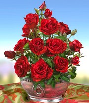 Edel-Rose 'Red Intuition®'