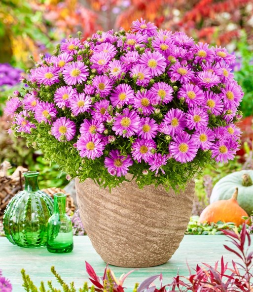 Herbstaster-Kollektion 'Alpha®', je im 12 cm-Topf