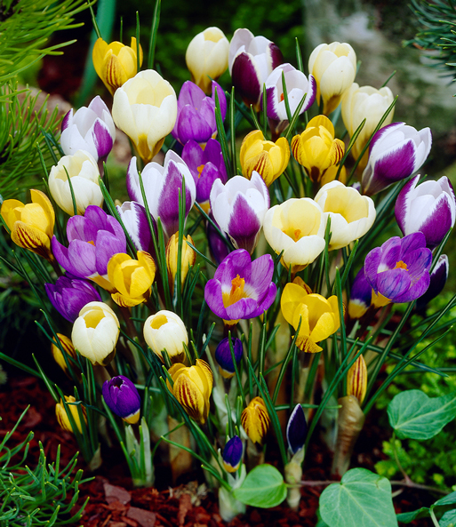 Wildkrokus Prachtmischung