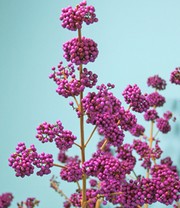 Liebesperlenstrauch 'Profusion'