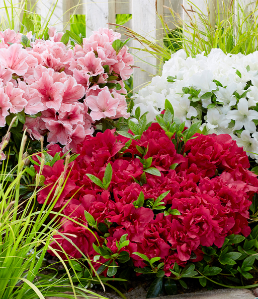 Zwerg-Azalee 'Encore® Autumn'