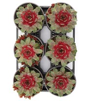 Sempervivum Giants 'Steel Appeal®'
