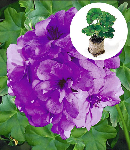 Geranie 'Blue Sybil®' PAC®+Weiße Bacopa 'Big Baja'
