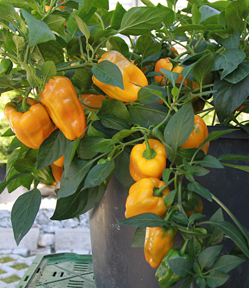 Veredelte Paprika 'Snacky' gelb