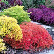Japanischer Garten