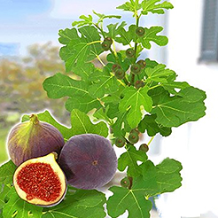 Obst für Pflanzkübel