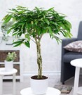 Ficus Amstel King mit geflochtenem Stamm ca. 100-110 cm hoch