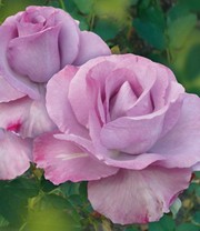 Parfum-Rose 'Mamy Blue®'