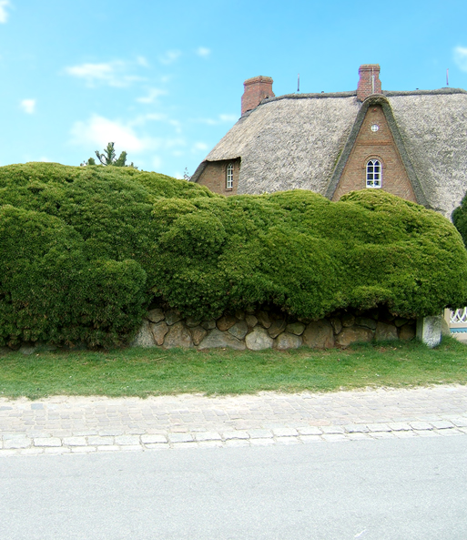 Pinien-Hecke