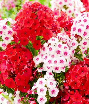 Duft-Phlox-Mix 'Trendy'
