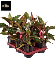 Aglaonema 'Jungle Red®'