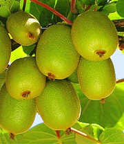 Säulen-Kiwi 'Issai'