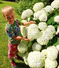 Schneeball-Hortensie 'Annabelle'