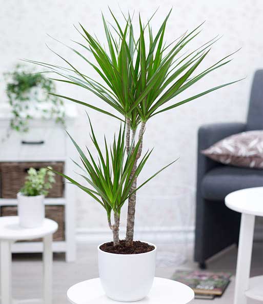 1 ca. Dracena hoch - Pflanze 70-80 cm \'Marginata\'