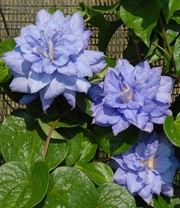 Clematis 'Crater Lake®', im 2-Liter Topf