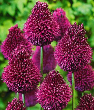 Allium 'Roter Zuckerhut'