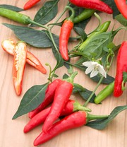 Patio-Chili 'Pikito'