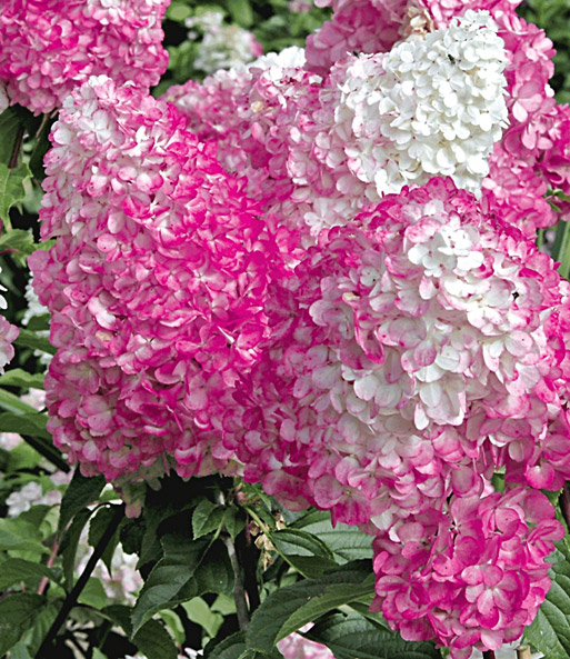 Freiland-Hortensie 'Vanille Fraise®'