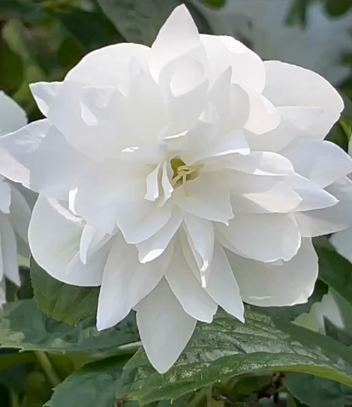 Link zum YouTube Video 9791_Duftender Gartenjasmin 'Pearls of Perfume®'