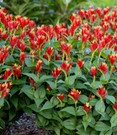 Spigelia 'Little Redhead®'