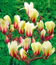 Magnolie 'Sunrise'