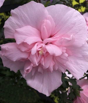 Gefüllter Hibiskus 'Chiffon®' pink