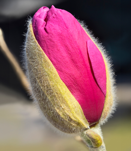 Magnolie 'Meganolia®'