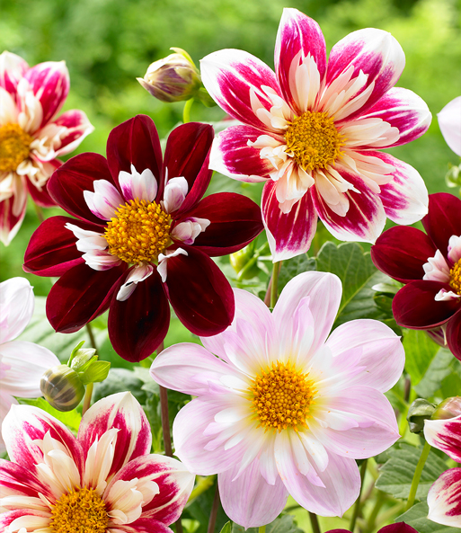 Dahlien-Mix 'Favourite Ballet'
