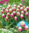 Tulpe 'Ice Cream®'