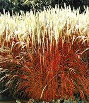 Rote Gräser-Kollektion